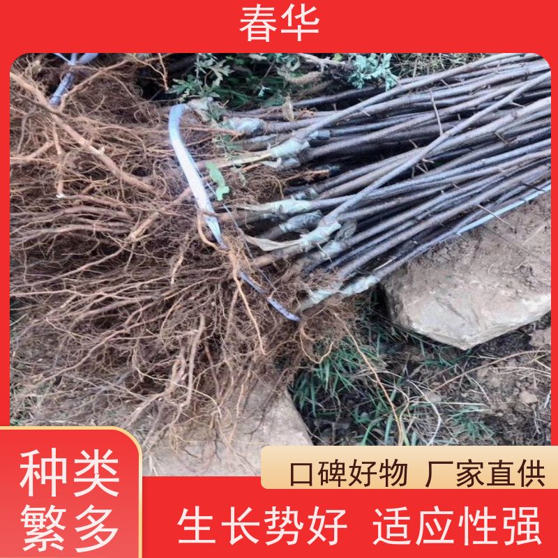 春华 苹果树培育苗 果苗适应性强 量多更优惠  性价比高