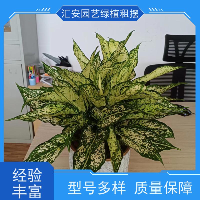 汇安园艺绿植租赁  庭院设计 性价比高