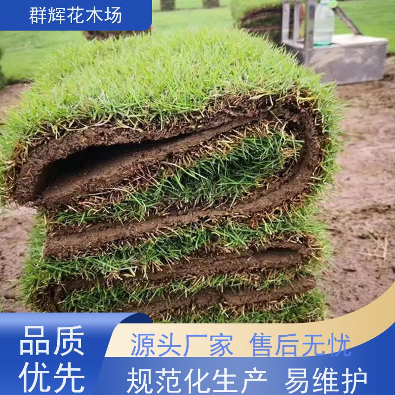 柳 州 庭院草皮  景观绿化工程草坪  易栽培 成活率高  群辉花木场