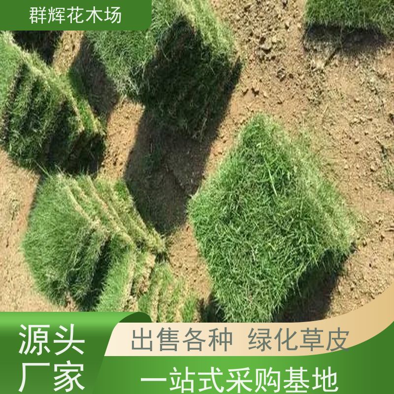 南 宁 网球场草皮  景观绿化工程草坪  耐寒护土性强 群辉花木场