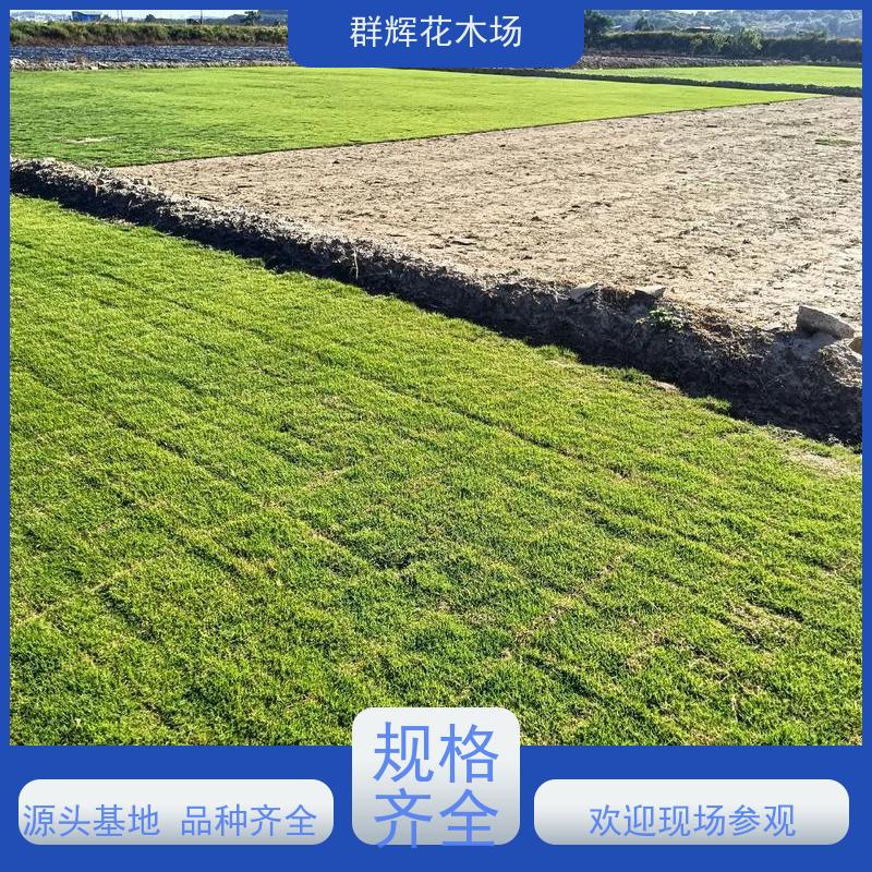 北 海 道路两旁草皮  景观绿化工程草坪  维护保养容易 群辉花木场