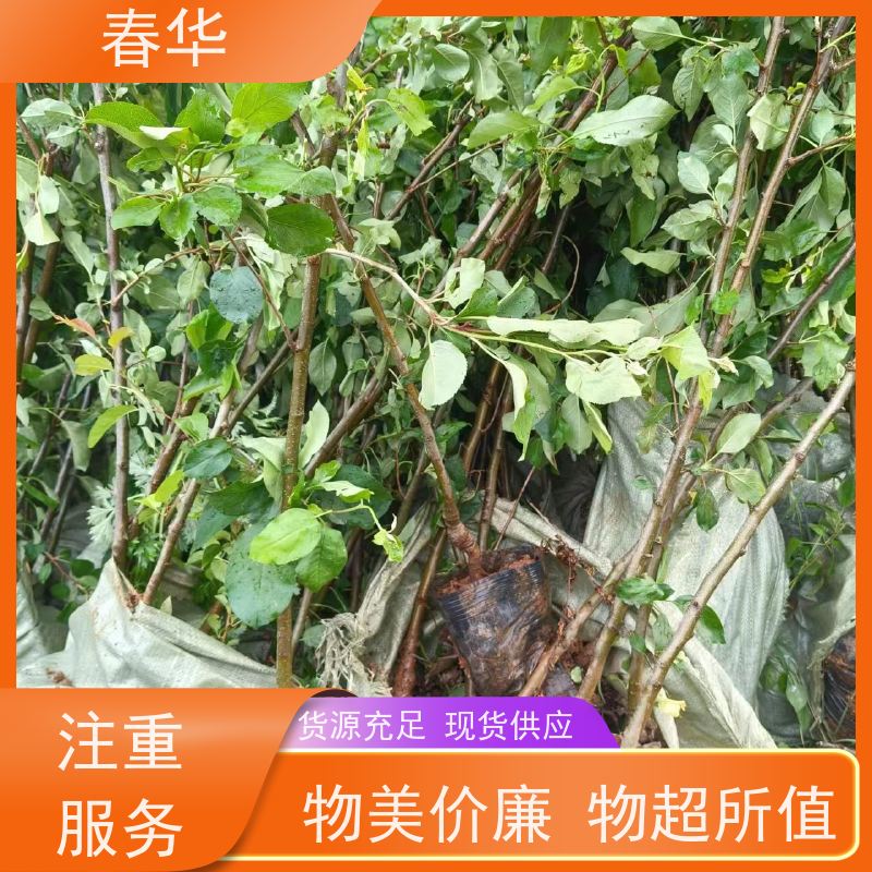 春华 苹果树小树苗 露天种植适应性强 苗木粗壮 果实口感好