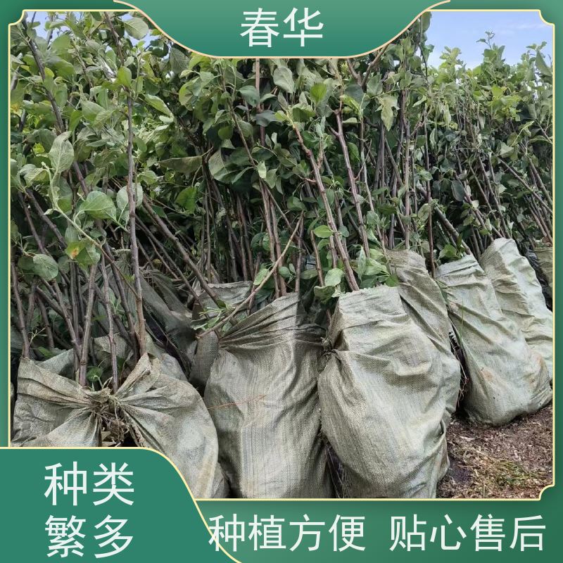 春华 苹果树袋苗 露天种植适应性强 根系发达易成活