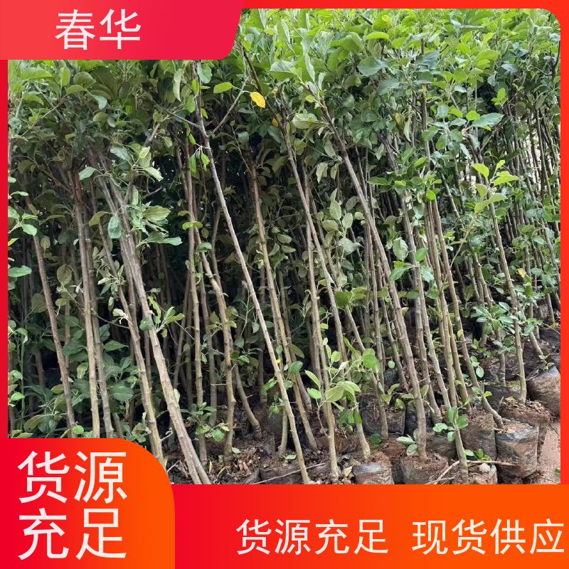 春华 苹果树小树苗 耐寒耐旱适应性强 多种果苗选择  提供种植技术