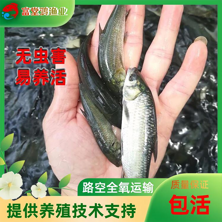 怎么养小草鱼苗 202405261312524079.jpg