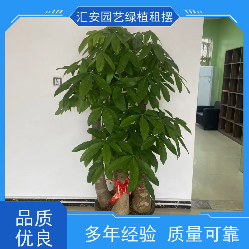 东莞汇安  绿植租摆 性价比高