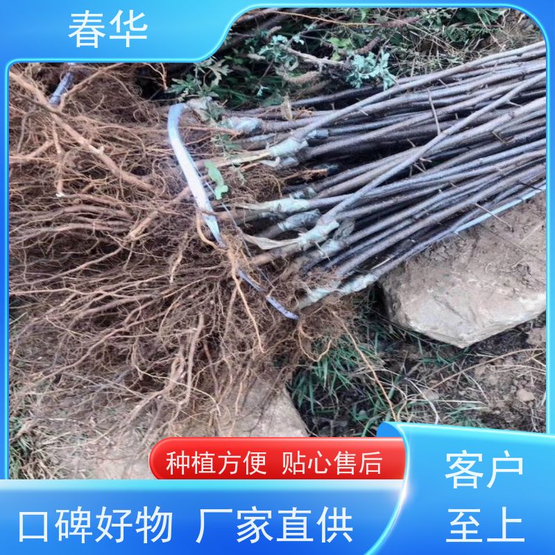 春华 批发苹果营养袋苗 有助于提高果树的产量 厂家提供种植技术