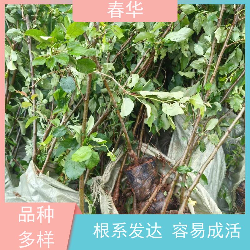 春华 苹果树袋苗 适宜多种土壤跟肥料 苗木粗壮 薄利多销