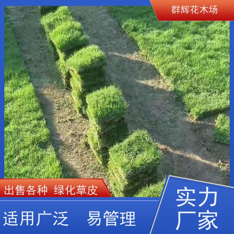 玉 林 道路两旁草皮  景观绿化工程草坪  安全性好 美观性 群辉花木场