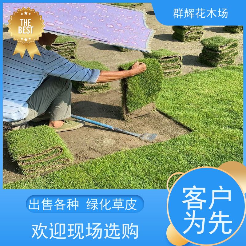 柳 州 大学校园草皮  景观绿化工程草坪  多用途优良 群辉花木场