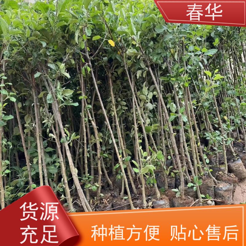 春华 苹果树苗 适应性强露天种植 量多更优惠  性价比高