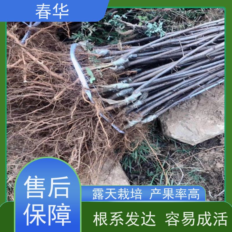 春华 批发苹果树袋苗 露天种植适应性强 物流运送快 致富好选择