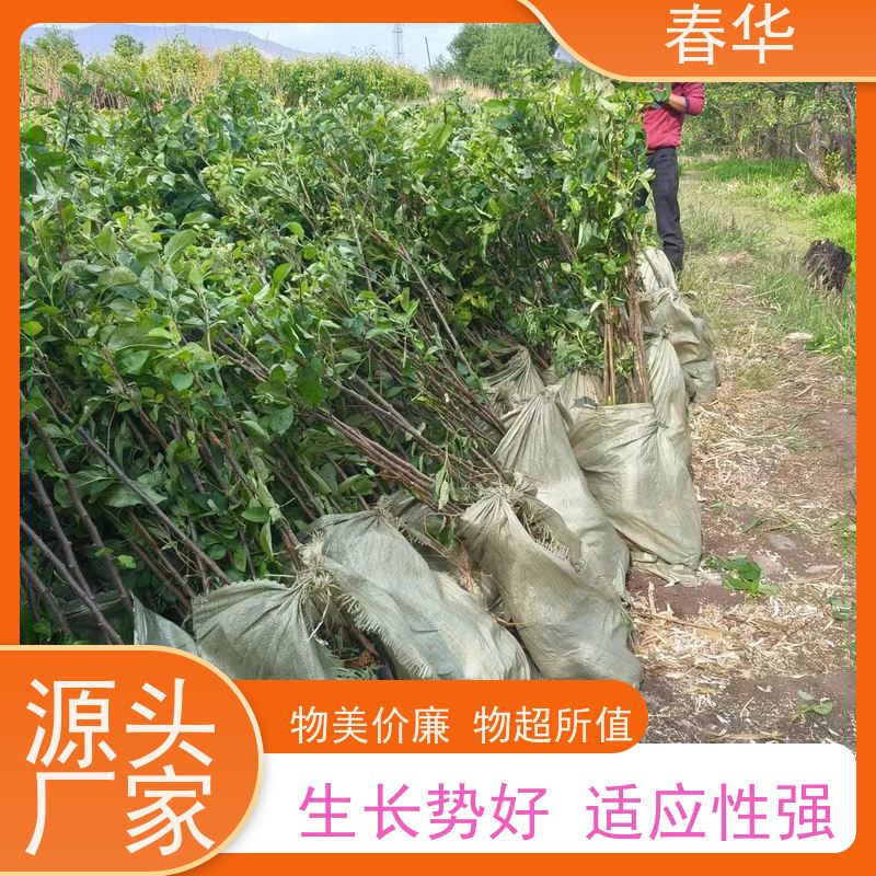 春华 果林苹果树苗 露天种植长势好 薄利多销 苗木粗壮