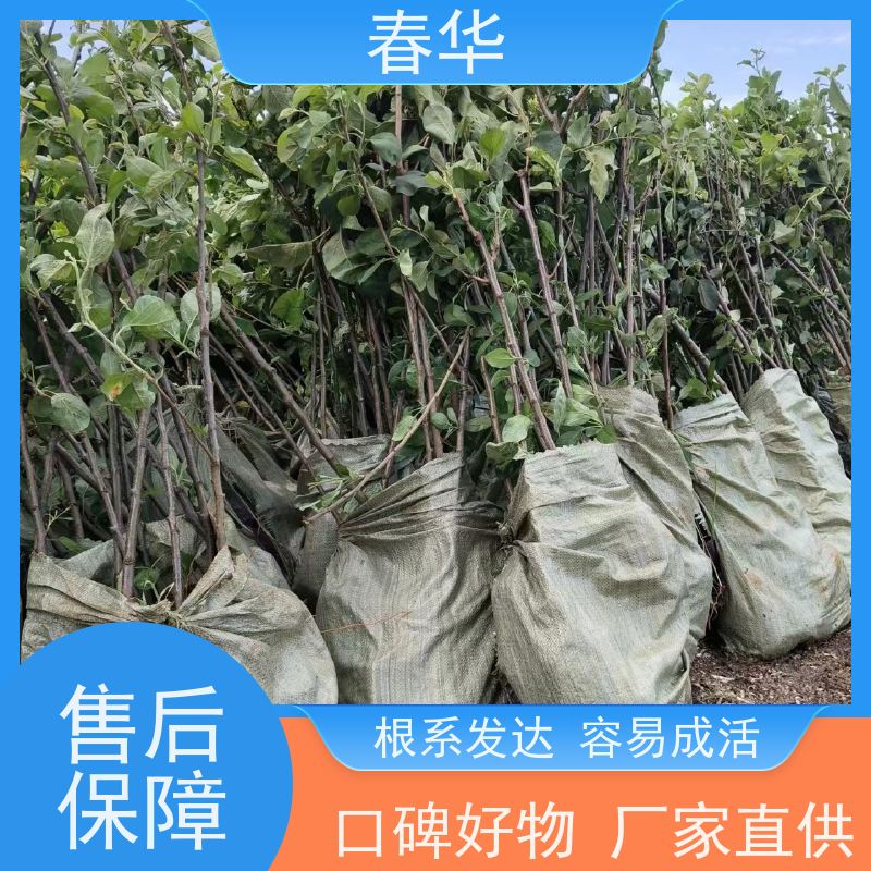 春华 厂家销售苹果苗 有助于提高果树的品质 性价比高 量多更优惠