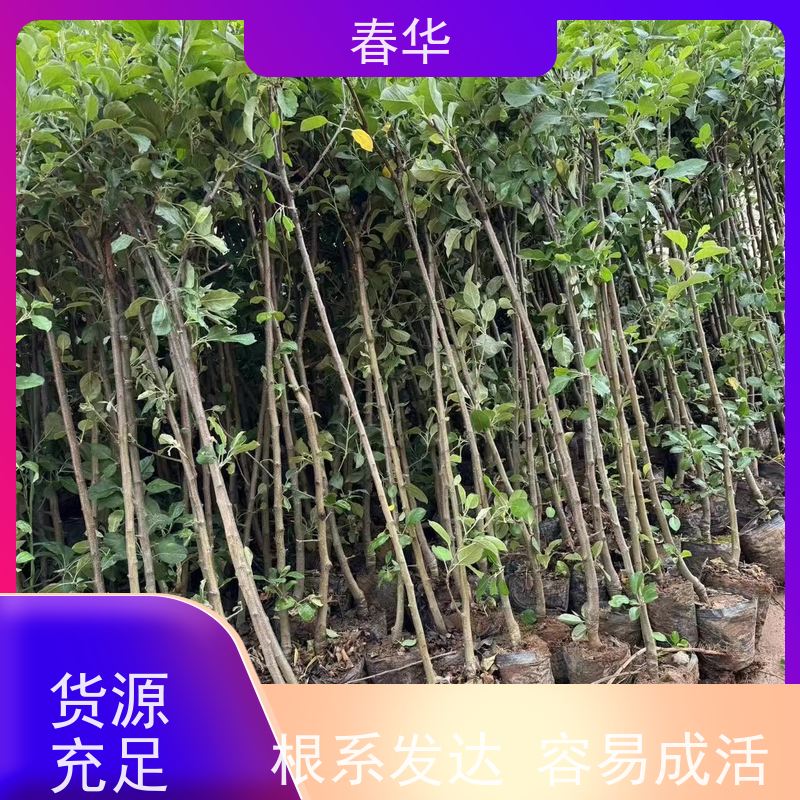 春华 供应苹果树苗 露天种植长势好 结的果味道好吃