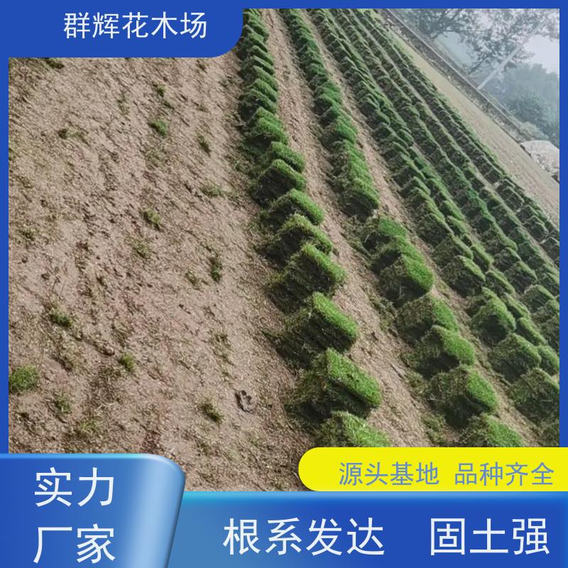 玉 林 绿化工程草皮  基地种植  基础要求不高 群辉花木场