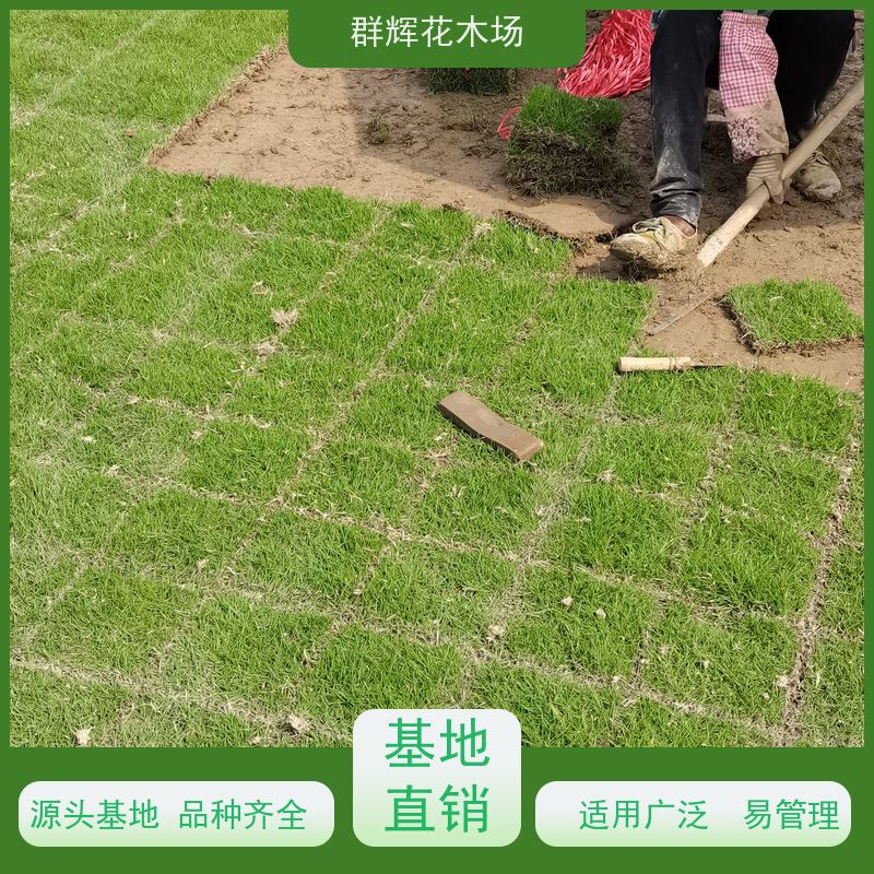 钦 州 庭院草皮  景观绿化工程草坪  维护成本低 群辉花木场