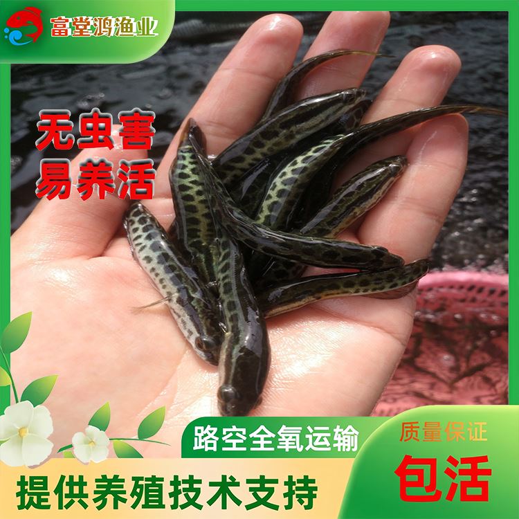 怎么养金龙鱼长得快 202405301300294697.jpg