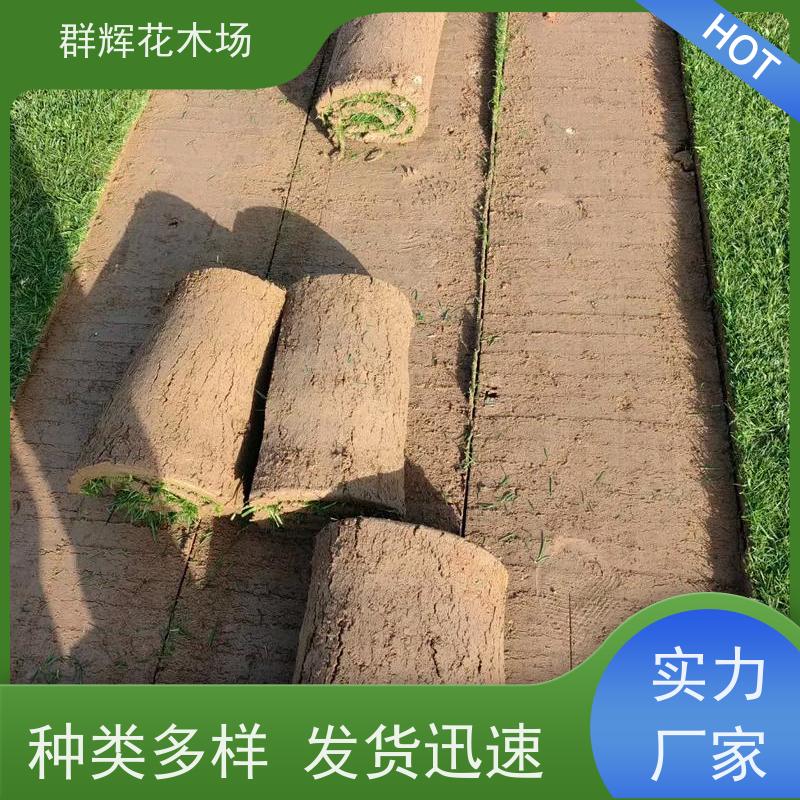 钦 州 道路两旁草皮  景观绿化工程草坪  耐寒易打理 群辉花木场