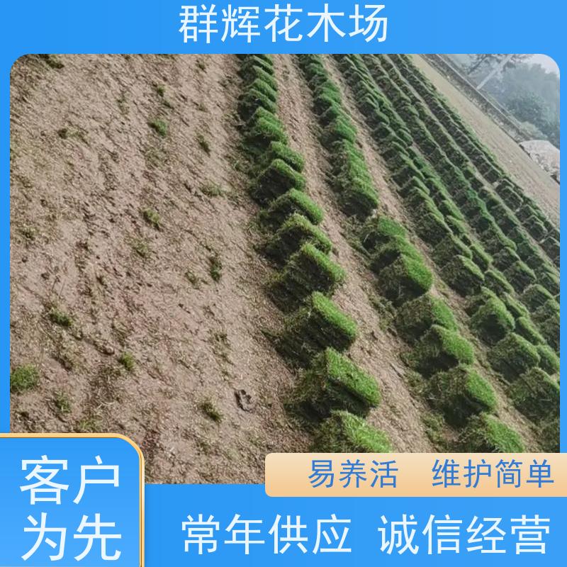 北 海 绿化工程草皮  草坪基地  易栽培 成活率高  群辉花木场