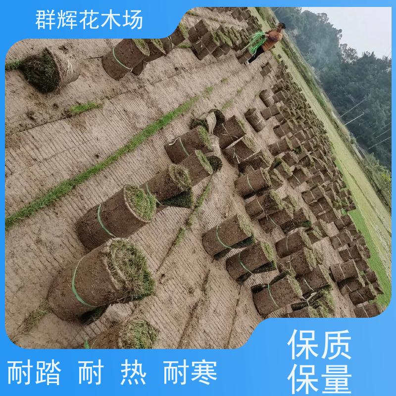 梧 州 公园草皮  景观绿化工程草坪  易栽培 成活率高  群辉花木场