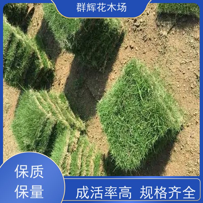 南 宁 步行街草皮  景观绿化工程草坪  安全性好 美观性 群辉花木场