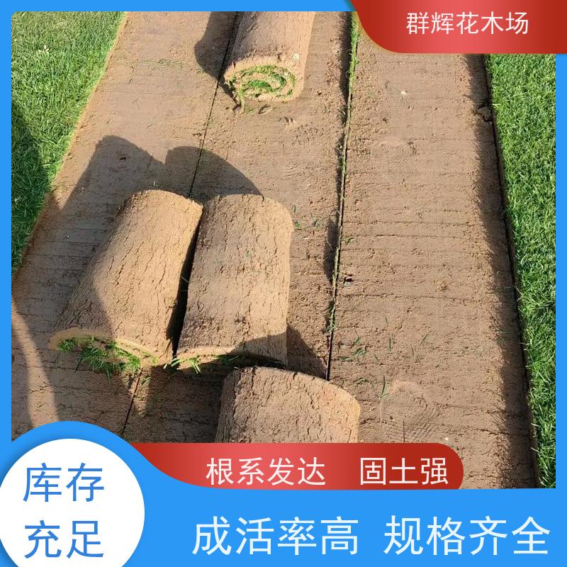 柳 州 纪念公园草皮  景观绿化工程草坪  多用途优良 群辉花木场