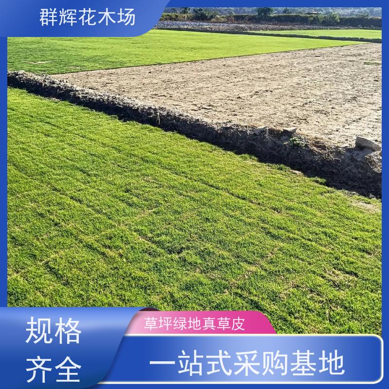 玉 林 水坝草皮  景观绿化工程草坪  基础要求不高 群辉花木场