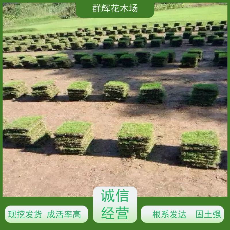 桂 林 纪念公园草皮  景观绿化工程草坪  安全性好 美观性 群辉花木场