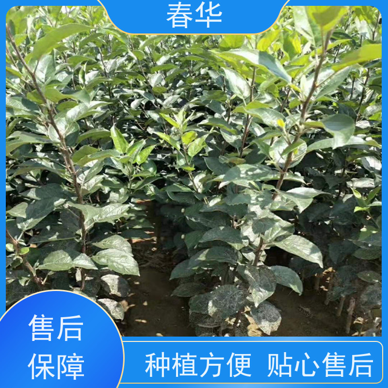 春华 丽江糖心苹果营养袋苗 露天种植适应性强 量多更优惠  性价比高