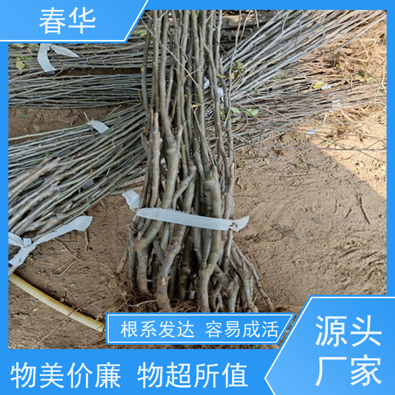 春华 苹果树培育苗 可露天栽培操作方便 大量出售   果实口感好