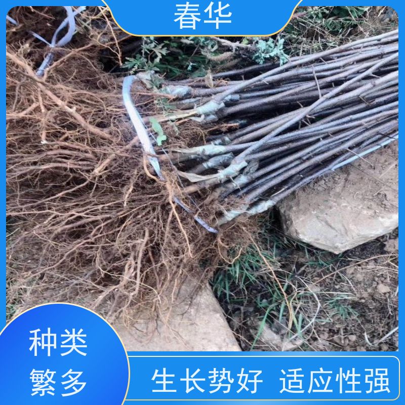 春华 果林苹果树苗 露天种植适应性强 性价比高 量多更优惠