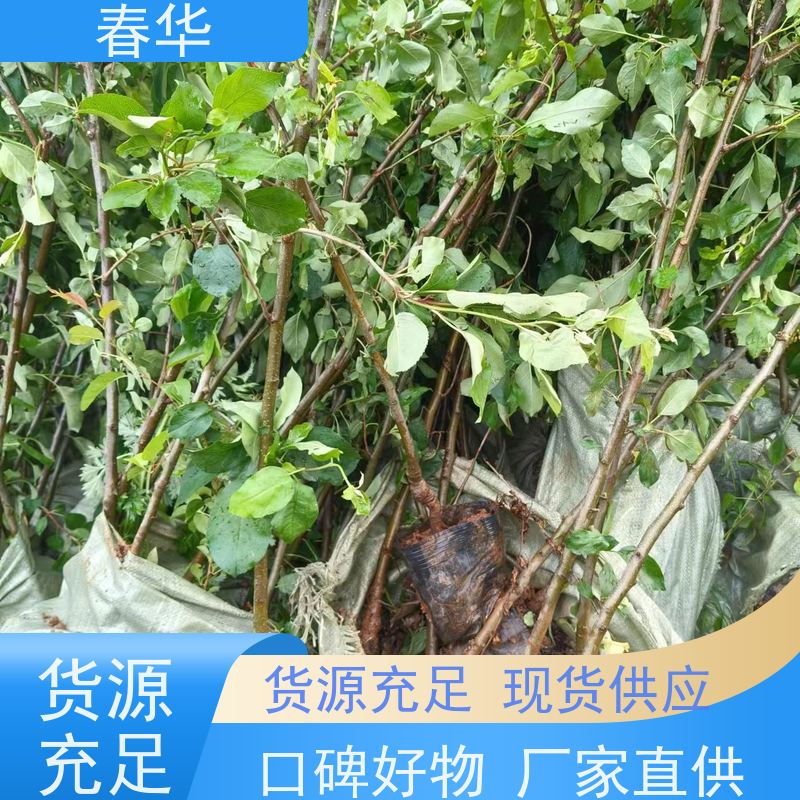 春华 苹果树培育苗 种植方便节省人力 苗木粗壮 果实口感好