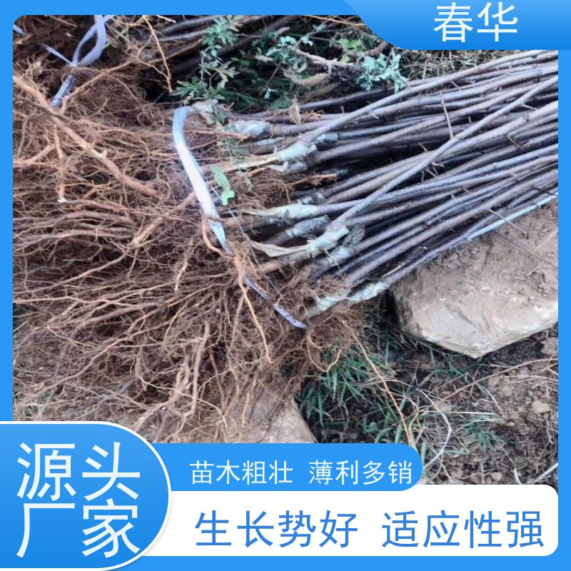 春华 批发苹果苗 露天种植适应性强 结的果味道好吃