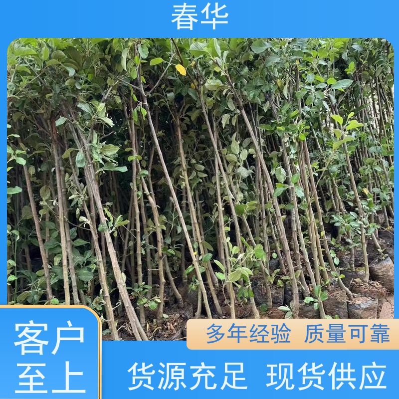 春华 大型果园苹果树苗 根系发达 长势好 薄利多销 苗木粗壮