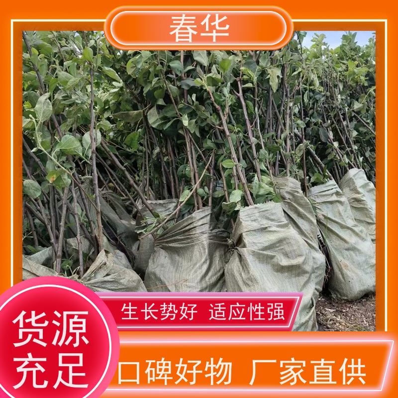 春华 大型果园苹果树苗 种植方便节省人力 批发出售品种多