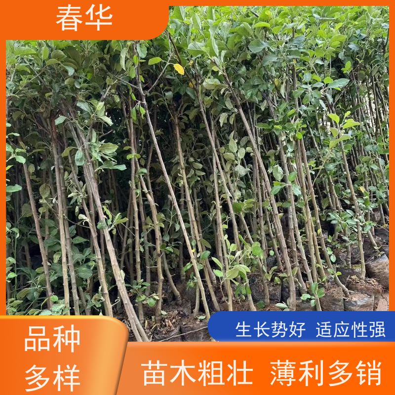 春华 苹果树袋苗 培育环境相对稳定 大量出售   果实口感好