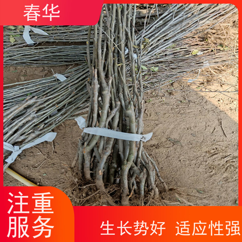 春华 苹果树培育苗 移栽时操作简便 大量出售   果实口感好