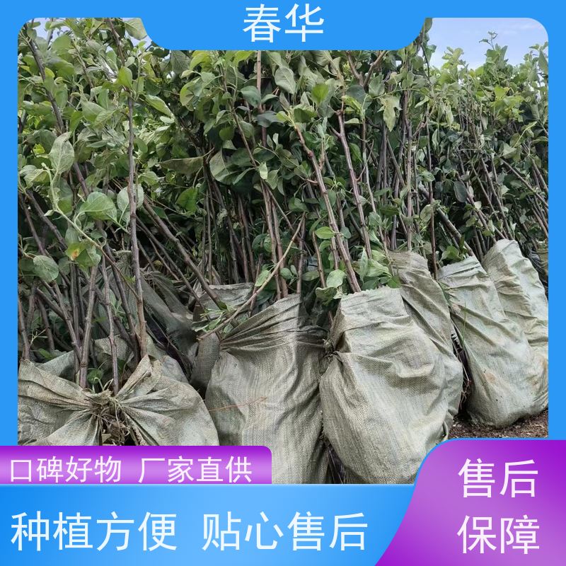 春华 苹果树小树苗 露天种植长势好 苗木粗壮 易成活