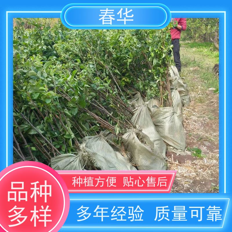 春华 苹果树小树苗 根系完整 成活率高 性价比高 量多更优惠