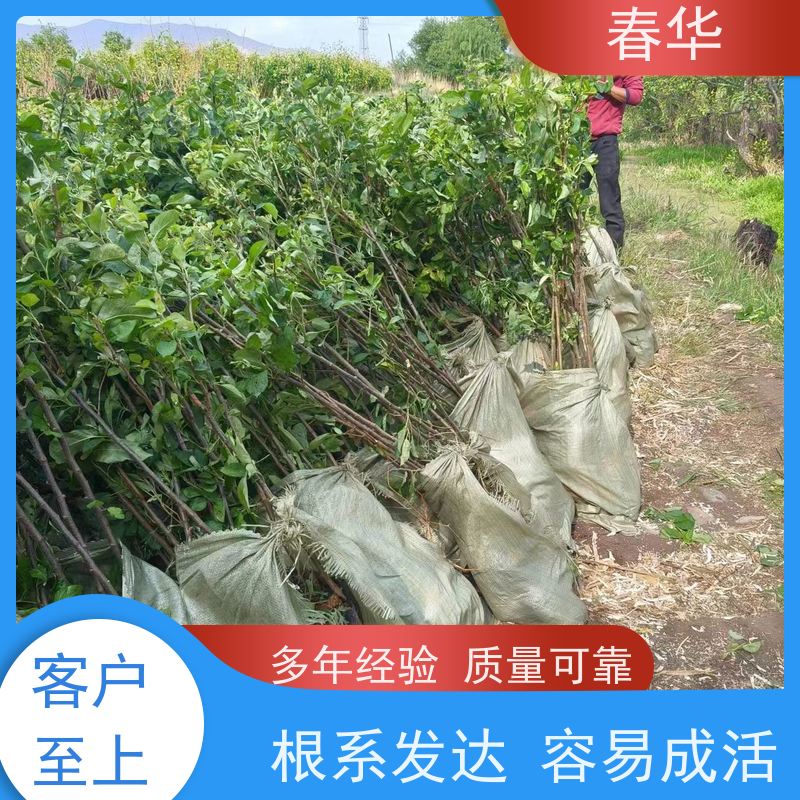 春华 果林苹果树苗 自己嫁接培育  性价比高 量多更优惠