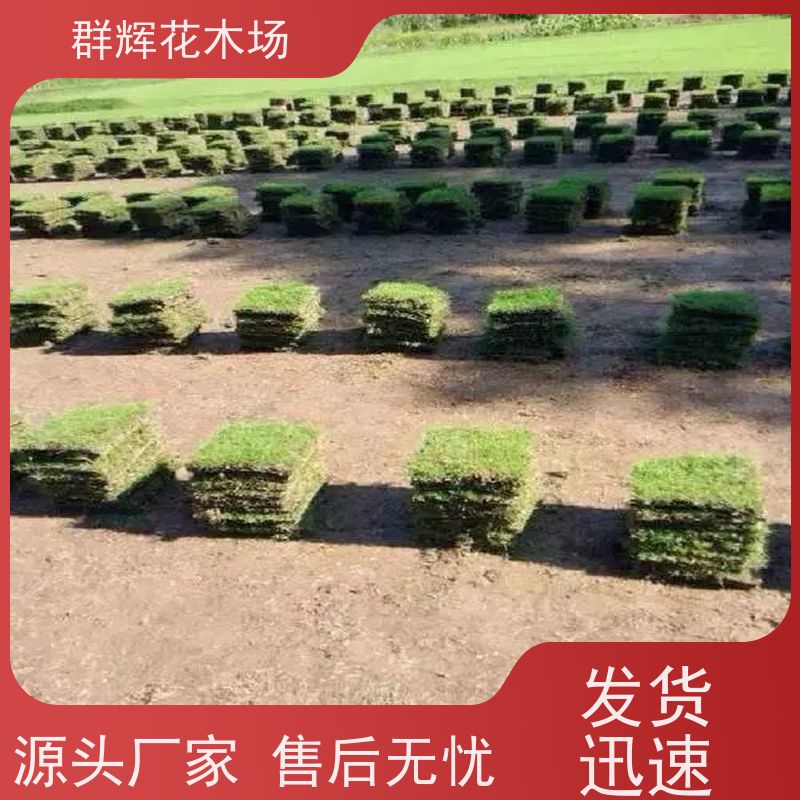 桂 林 农业草皮  景观绿化工程草坪  维护成本低 群辉花木场