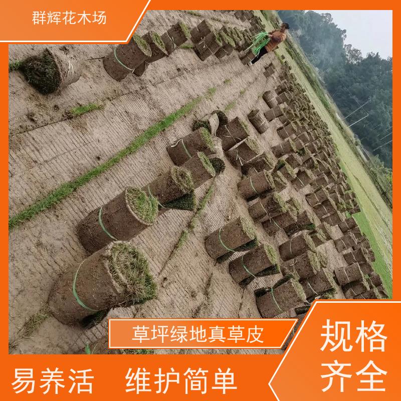 钦 州 公共绿地草皮  景观绿化工程草坪  安全性好 美观性 群辉花木场