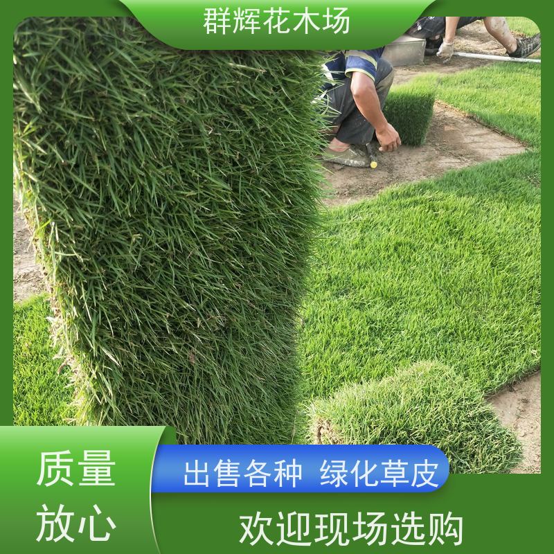 南 宁 学校草皮  景观绿化工程草坪  减震无噪音 群辉花木场