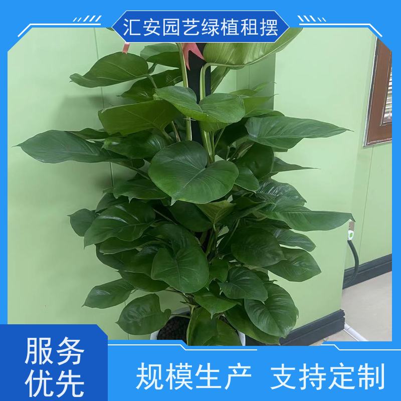 东莞汇安  绿植墙 公司