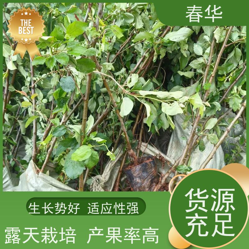 春华 苹果树培育苗 露天种植长势好 结的果味道好吃