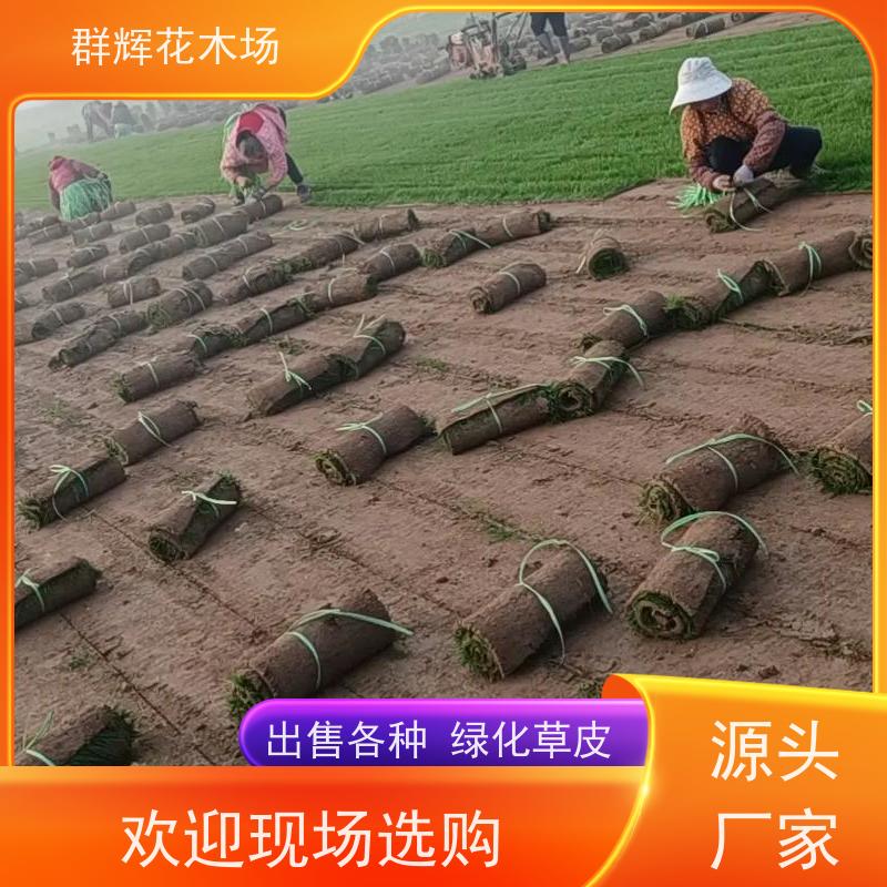 崇 左 绿化工程草皮  基地种植  耐寒护土性强 群辉花木场