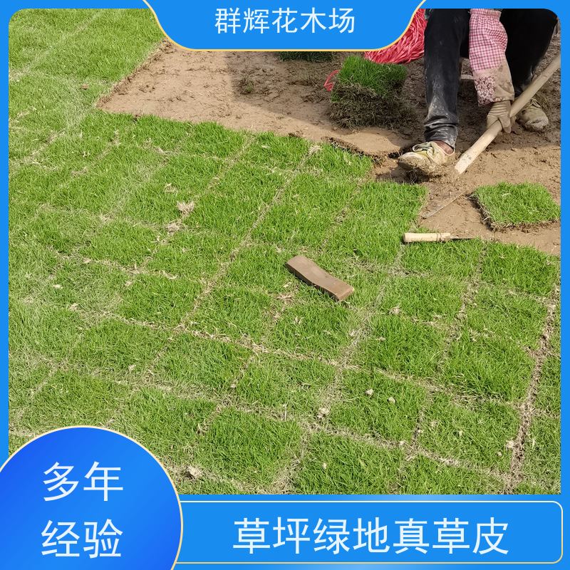 桂 林 公园草皮  景观绿化工程草坪  安全性好 美观性 群辉花木场