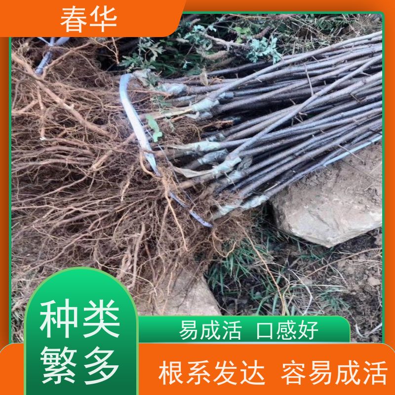 春华 批发苹果树袋苗 适宜多种土壤跟肥料 厂家提供种植技术