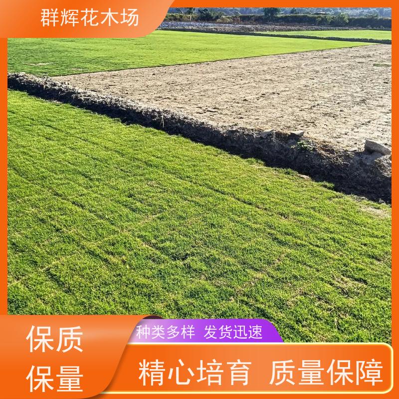 百 色 公共绿地草皮  景观绿化工程草坪  耐寒护土性强 群辉花木场